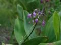 Allium carinatum subsp. pulchellum